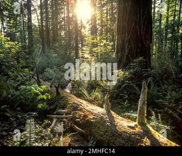 LADYBIRD JOHNSON GROVE REDWOOD FORÊT NATIONALE CALIFORNIE ÉTATS-UNIS Banque D'Images