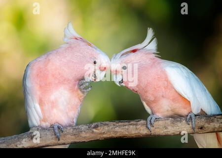Deux des principaux cafards de Mitchell (Lophochroa leadbeateri) perchés en partage de nourriture. Banque D'Images