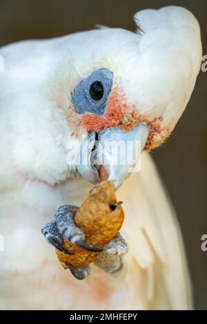 Gros plan de la petite corella (Cacatua sanguinea) qui contient une arachide. Banque D'Images