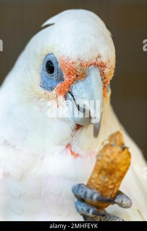 Gros plan de la petite corella (Cacatua sanguinea) qui contient une arachide. Banque D'Images