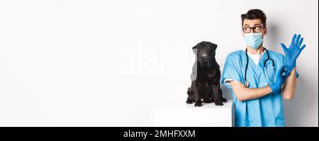 Gai médecin vétérinaire portant des gants en caoutchouc et un masque médical, examinant mignon chien de la pug noire, debout sur fond blanc Banque D'Images