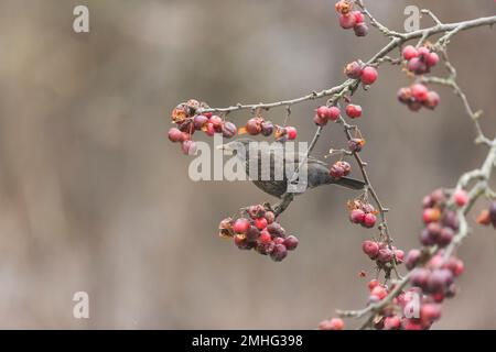 Common blackbird Turdus merula, femelle adulte perchée sur une branche de pomme de crabe, Suffolk, Angleterre, janvier Banque D'Images