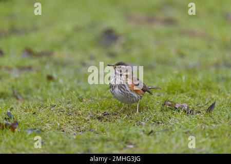 Redwing Turdus iliacus, adulte debout sur l'herbe, Suffolk, Angleterre, janvier Banque D'Images