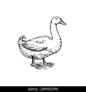 Oiseau de canard. Poule tirée à la main. Animal de ferme gravé. Ancienne esquisse monochrome. Volaille domestique. Modèle rétro. Illustration de Vecteur