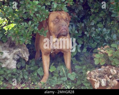 Chien de la Dogue Bordelais race dans le jardin Banque D'Images