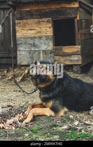 Gros plan chien mignon en regardant la photo de concept d'appareil photo Banque D'Images