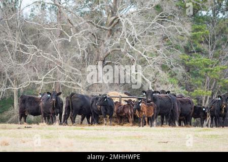 Le troupeau de vaches et de veaux Angus commerciaux s'est rassemblé autour d'un convoyeur à balles rondes en janvier en Alabama. Banque D'Images