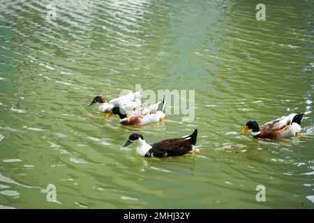 Canards nageant dans le lac dans le parc à la recherche de nourriture dans l'eau. Banque D'Images