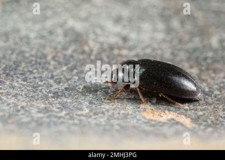 Coléoptère de tapis (Attagenus schaefferi) Banque D'Images