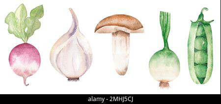 Ensemble de légumes à l'aquarelle dessinés à la main, radis, ail, clipart d'oignon, illustration de cuisine saine, Clipart culinaire, plantes de jardin, logo Banque D'Images