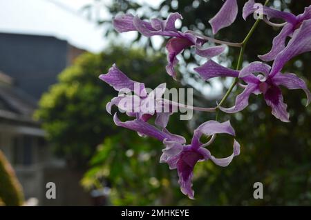 Dendrobium superbiens. Plantes ornementales d'orchidées Dendrobium dans le jardin. Banque D'Images