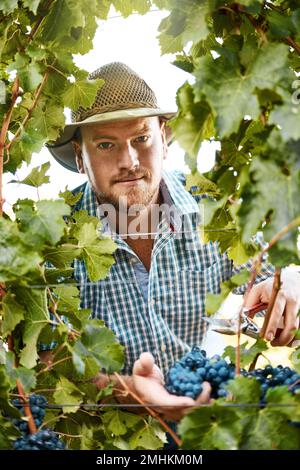 Je les cueille dès que je les mûris. Portrait d'un agriculteur récoltant des raisins. Banque D'Images