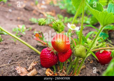 Baies de fraises rouges et vertes avec fleur blanche poussant sur le champ de fraises, gros plan Banque D'Images