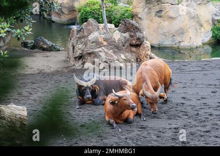 Le Buffalo forestier africain, Syncerus caffer nanus, également connu sous le nom de Buffalo nain ou Buffalo Congo. Banque D'Images