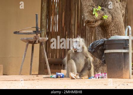 Un grand chacma Baboon (Papio ursinus) de sexe masculin vole d'un bac à ordures avec un cadre en métal anti singe au camp Shingwedzi, dans le parc national Kruger, en Afrique du Sud Banque D'Images