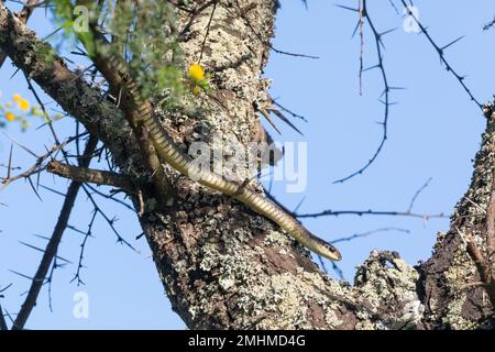 Cape Boomslang femelle (Dispholidus typus typus) Banque D'Images