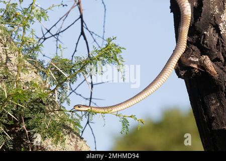 Cape Boomslang femelle (Dispholidus typus typus) Banque D'Images