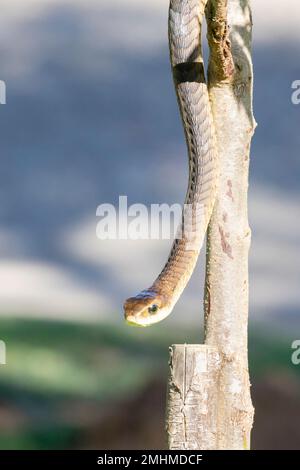 Cape Boomslang femelle (Dispholidus typus typus) Banque D'Images