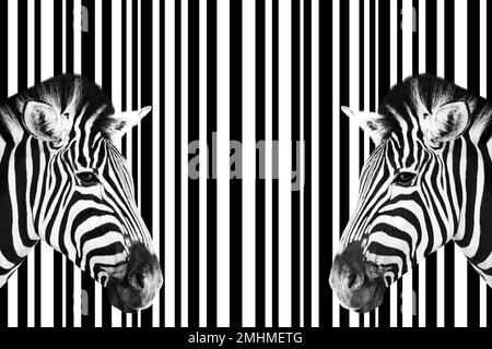 Détail d'une tête de deux zèbre sur un arrière-plan rayé abstrait noir et blanc. Banque D'Images