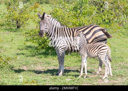 Le zèbre de Burchell (Equus quagga burchelli), ou le zèbre des plaines, mère et foal dans les bois de Mopani, parc national Kruger, Afrique du Sud Banque D'Images