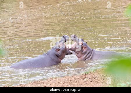 Lutte contre l'hippopotame mâle (Hippopotamus amphibius), Parc national Kruger, Afrique du Sud. Troisième plus grand mammifère terrestre et l'un des plus dangereux Banque D'Images