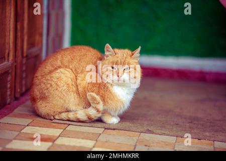 Un chat orange se trouve sur la terrasse Banque D'Images