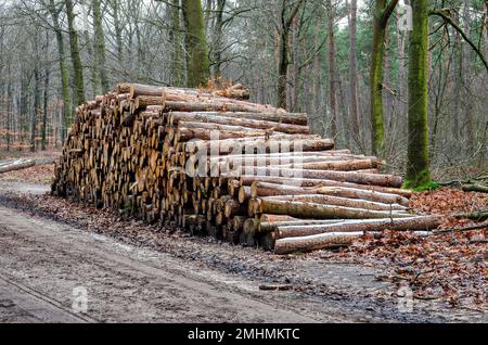 Pile de tronc d'arbre haché, partiellement couvert de neige, un jour d'hiver, à côté d'une route de terre dans la forêt près de Heerde, les Néthelrands Banque D'Images