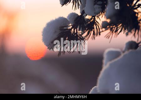 Gros plan de la branche gelée au coucher du soleil Banque D'Images