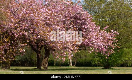 Cerisiers fleuris des arbres roses dans un parc de printemps à Norfolk, en Angleterre. Arbres fleuris aux pétales roses Banque D'Images