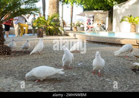 Troupeau de colombes blanches à se nourrir dans parc, Benidorm Banque D'Images