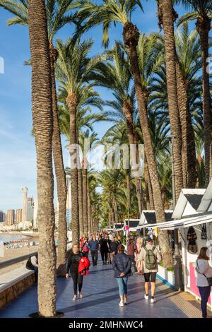 Les gens qui marchent le long de la promenade bordée de palmiers dans la ville de Benidorm Banque D'Images