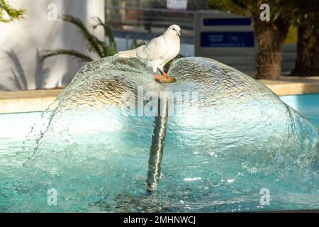 Une colombe blanche assise sur une fontaine à Benidorm Espagne. Banque D'Images