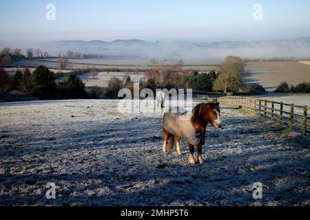 Une vue avec des chevaux sur un matin d'hiver glacial, Staverton, Northamptonshire, Angleterre, Royaume-Uni Banque D'Images