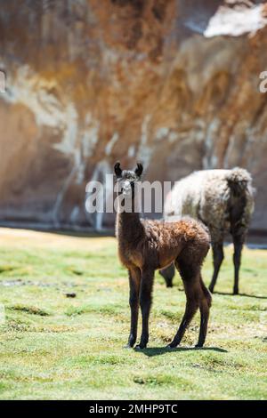 Photo de Lamas en Amérique du Sud lors de la visite de Salt Flat Uyuni Banque D'Images