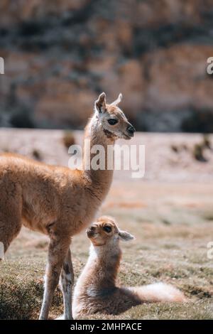 Photo de Lamas en Amérique du Sud lors de la visite de Salt Flat Uyuni Banque D'Images