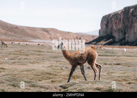 Photo de Lamas en Amérique du Sud lors de la visite de Salt Flat Uyuni Banque D'Images