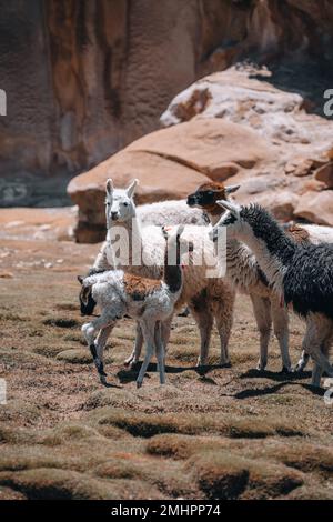 Photo de Lamas en Amérique du Sud lors de la visite de Salt Flat Uyuni Banque D'Images