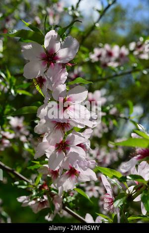 Fond de printemps en fleur d'amande. Beau printemps rose fleurs tendres . Heure de printemps . Fleurs roses aiguisées et défosées sur un arbre en fleurs Banque D'Images