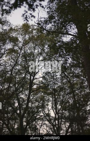 Vue sur les grands arbres verts qui poussent vers le ciel bleu. Banque D'Images