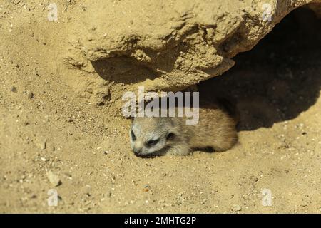 Mignon bébé meerkat à l'enclos dans le zoo le jour ensoleillé Banque D'Images