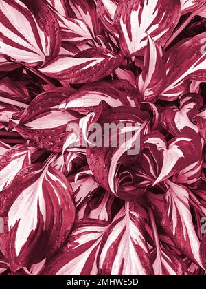 Feuilles de couleur hostas avec un motif naturel et des gouttelettes d'eau vues d'en haut, viva magenta ton. Banque D'Images