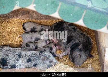 Cochon domestique de Goettingen qui vit dans le zoo et suce ses petits Banque D'Images