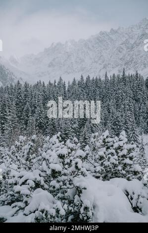 Une scène paisible de la couverture d'hiver de la nature, de grands arbres couverts de neige Banque D'Images