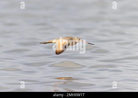 Un godwit marbré (Limosa fedoa) en vol bas au-dessus de l'eau. Banque D'Images