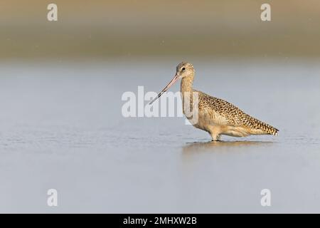 Un godwit marbré (Limosa fedoa) qui se forge dans les terres humides de l'île South Padre du Texas. Banque D'Images