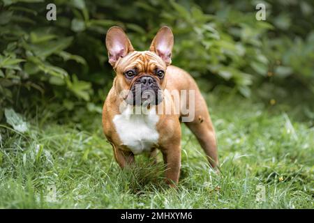 Portrait du jeune chien de taureau français sur l'herbe verte dans la forêt Banque D'Images