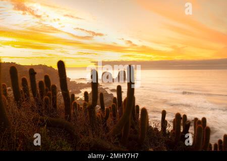 Falaise à Punta de Lobos à Pichilemu, région VI, Chili Banque D'Images