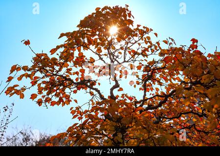 Soleil derrière un arbre Bonsai au jardin de l'administrateur humble à Suzhou, province du Jiangsu, Chine, Asie Banque D'Images