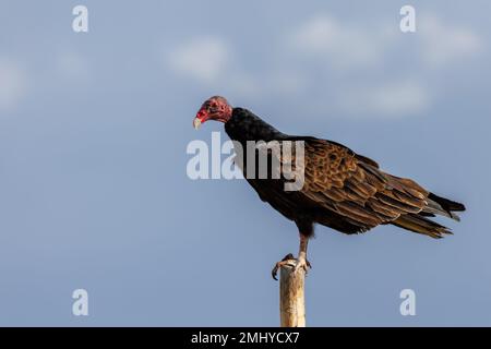 Turquie Vulture, Chupadera Mountains, Nouveau-Mexique, États-Unis. Banque D'Images