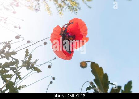 le coléoptère des cerfs sur le coquelicot rouge au coucher du soleil depuis le dessous Banque D'Images